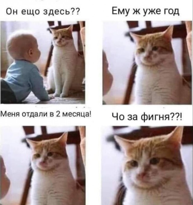 Картиночки, баянчики 16 декабря
