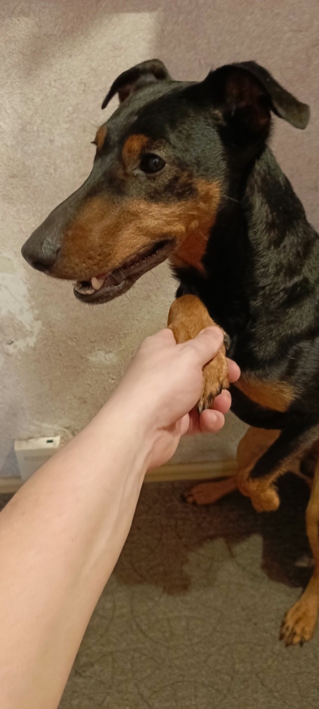 Нашелся таки хозяин (точнее хозяйка)