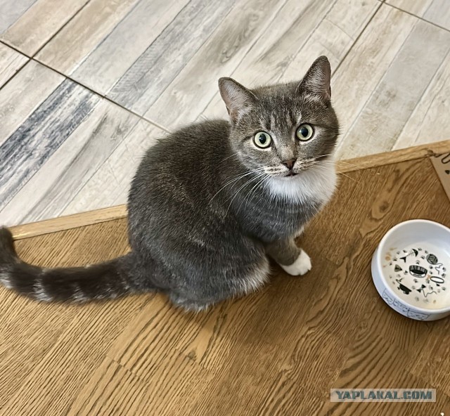 Котовторник Красавица кошка ищет дом