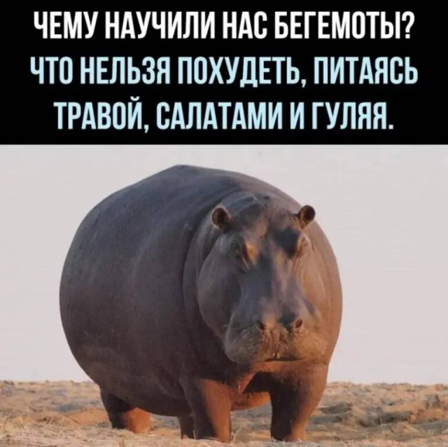 Этот козёл был из тех, кто просто хочет жить...