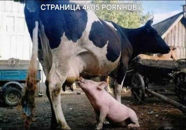 Картинки для деградации 131 (разной степени свежести)