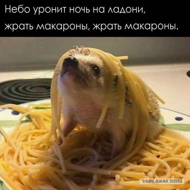 Картинки для деградации 137 (разной степени свежести)