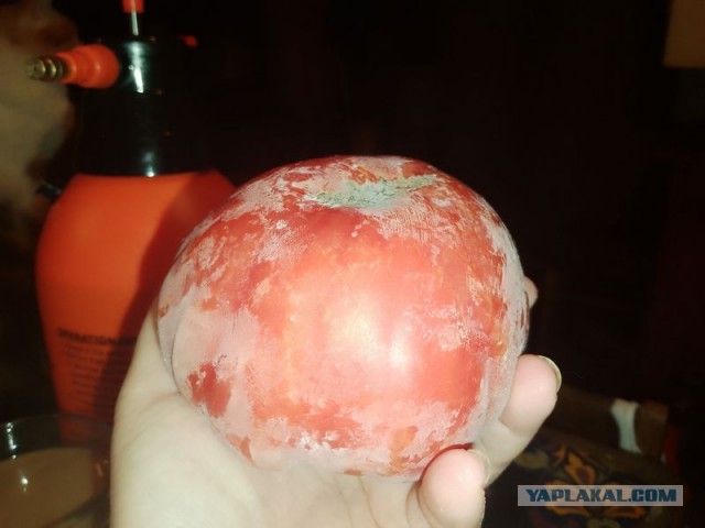 Жизнь домашнего приюта для котеек 573