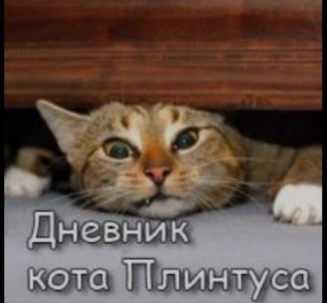 Будни кота