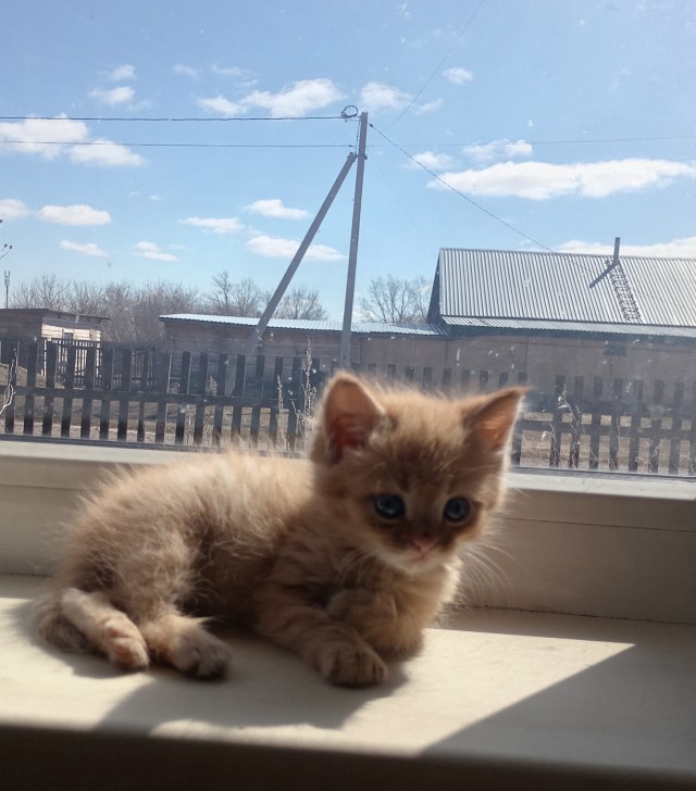 Наши коты