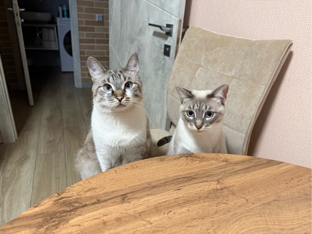 К котовторнику