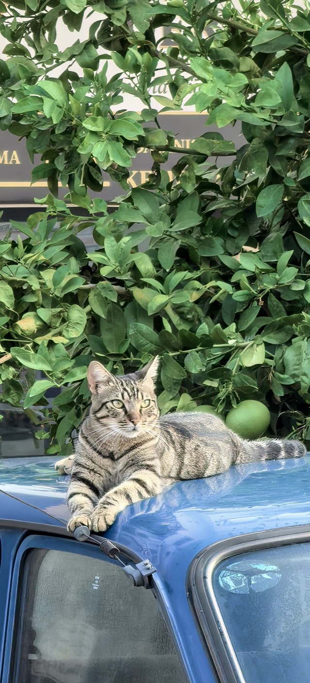 Котовторник 29.09.2026