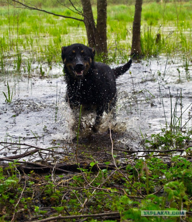 Собакочетверг на 02.01.2014