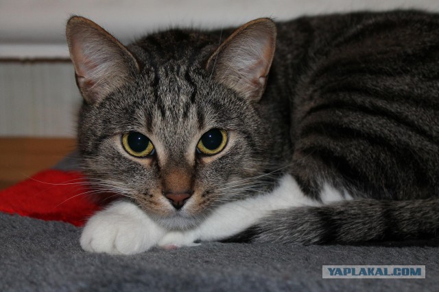 Котовторник  28.01.14