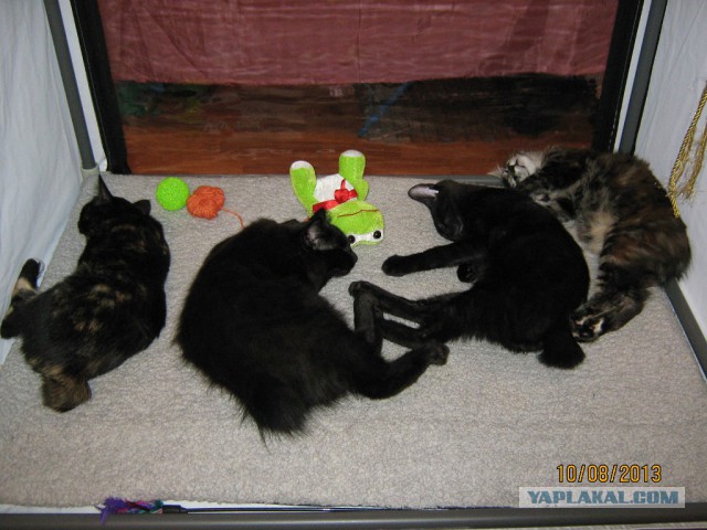 Международная выставка кошек Кэтсбург 2014