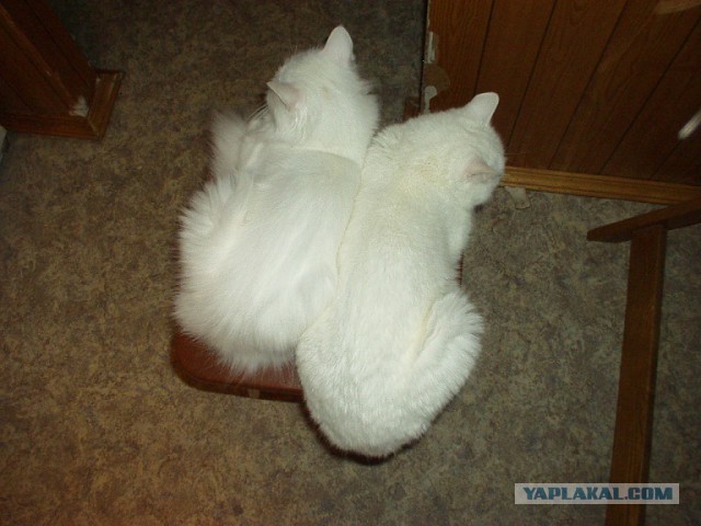 Котовторник 04.03.2014