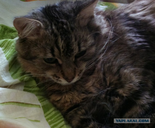 Котовторник 04.03.2014