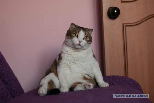 Котовторник 22.07.14