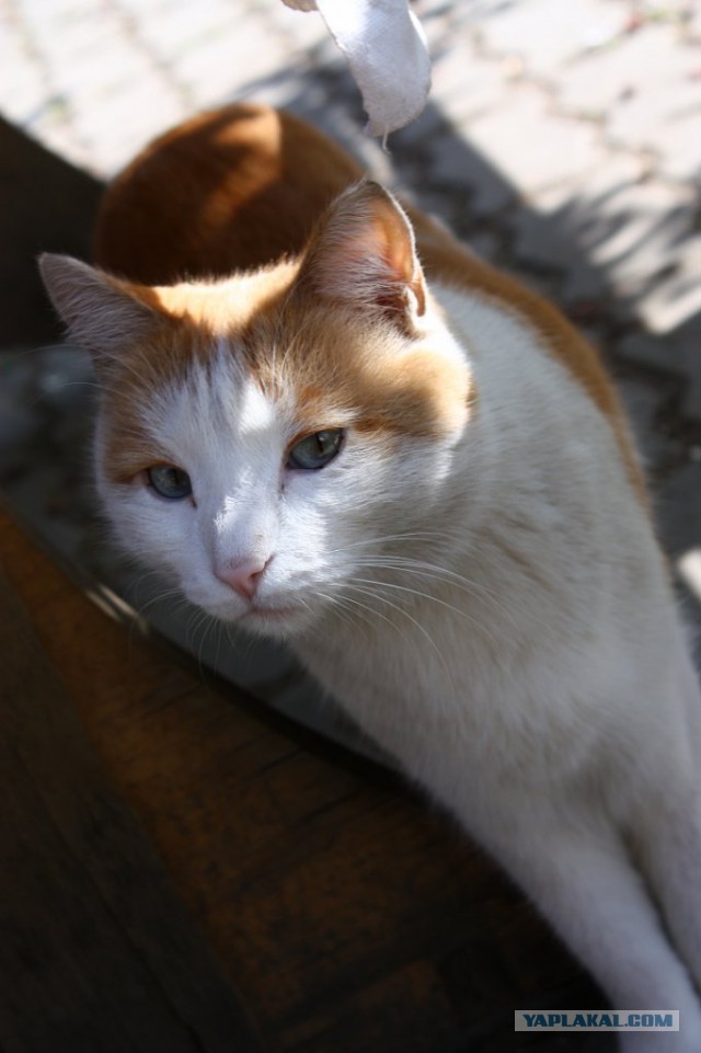 Котовторник 22.07.14