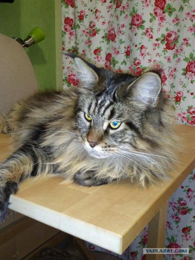 Котовторник 12.08.2014