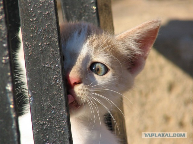 Коты на лавочке
