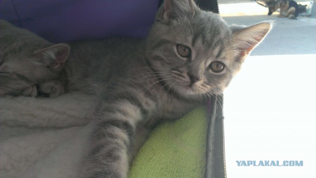 Котовторник 16.09.14