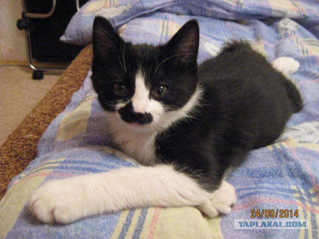 Котовторник 30.09.2014