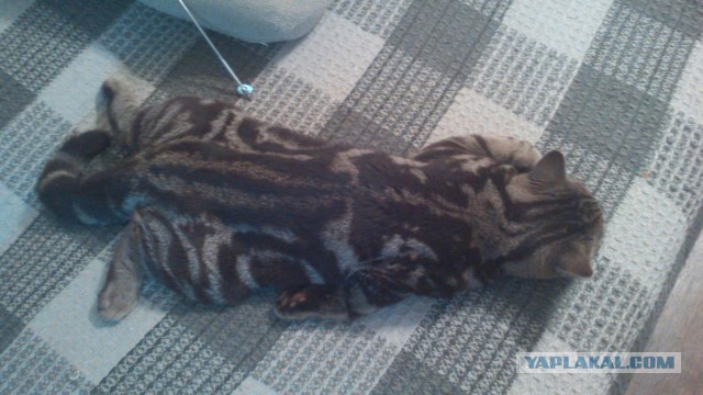 Котовторник 28.10.2014