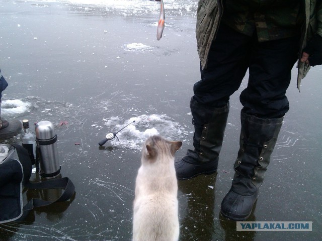 Рыбалка