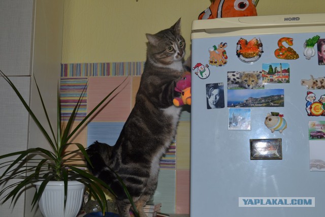 Котовторник 06.01.2015