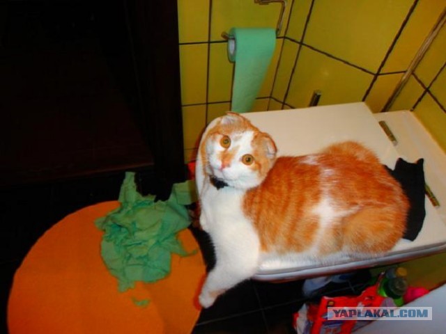 Котовторник 12.03.13