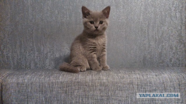 Котовторник