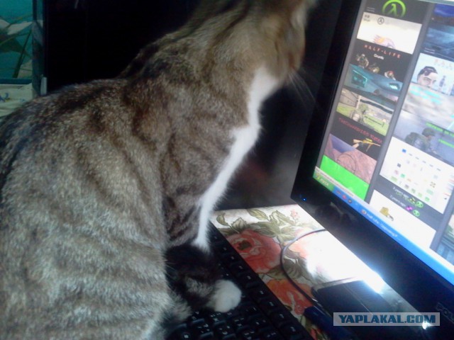 Котовторник 04.08.2015