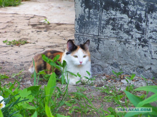 Трёхцветная - значит к счастью!
