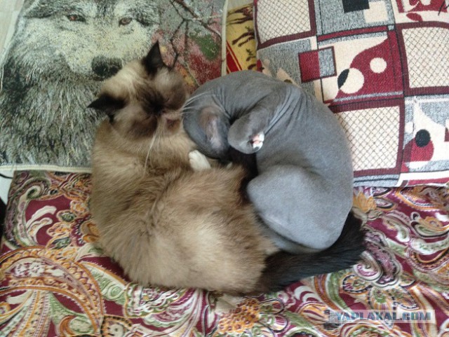 Котовторник 26.07 2016