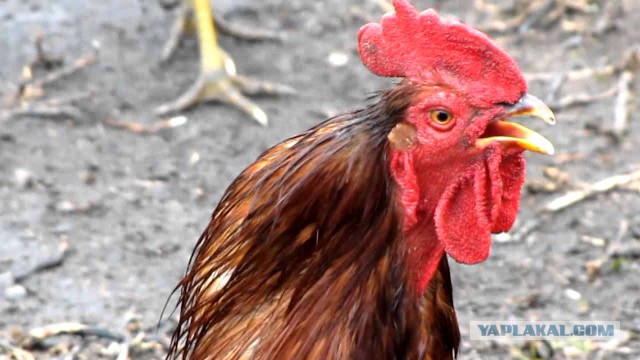 Поимка пчелиного роя и поселение его в улей