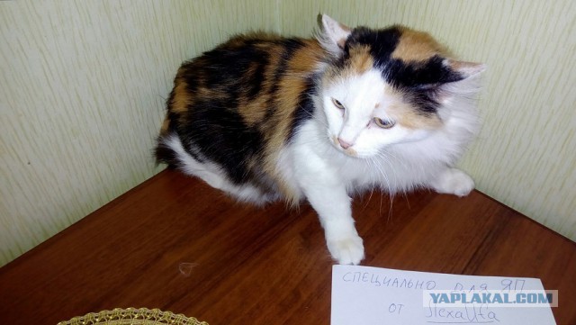 Онажемать и котята...