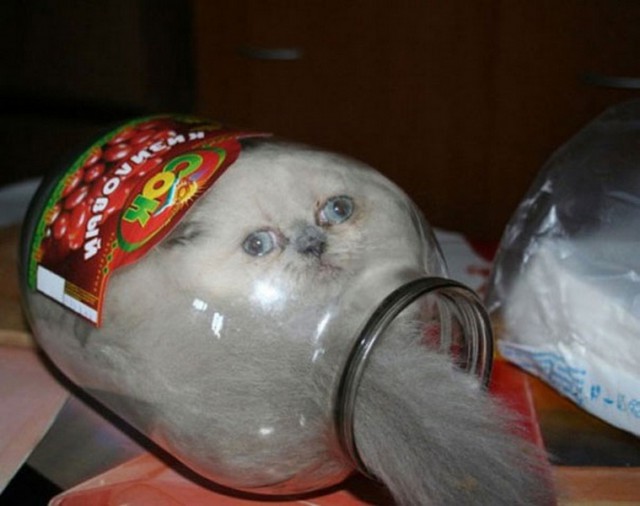 Коты из сети