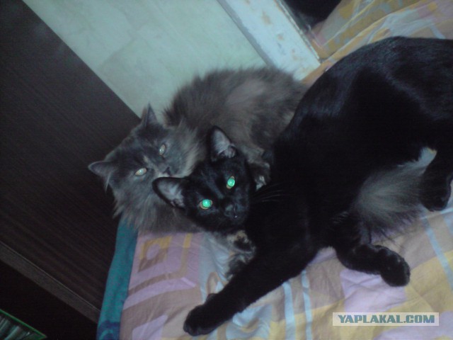 Котовторник 24.01.2017