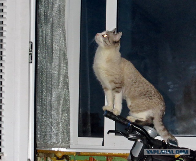 Котовторник 21.02.2017