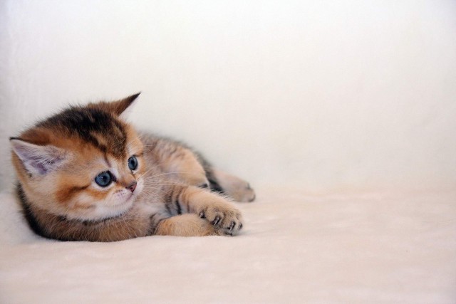 Коты и Кошки