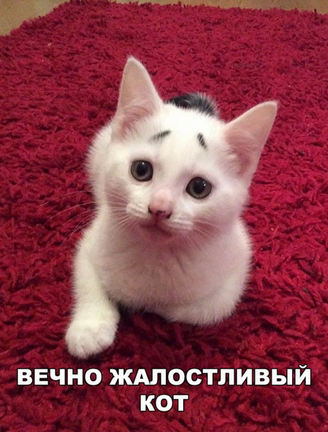 Коты и Кошки