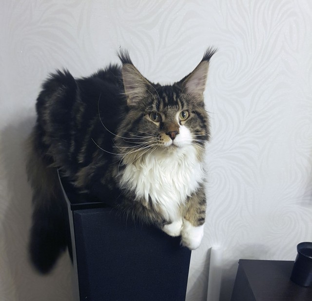 "Котовторник 26.09.2017"