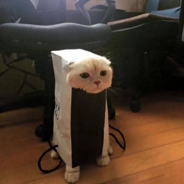 Коты и Кошки