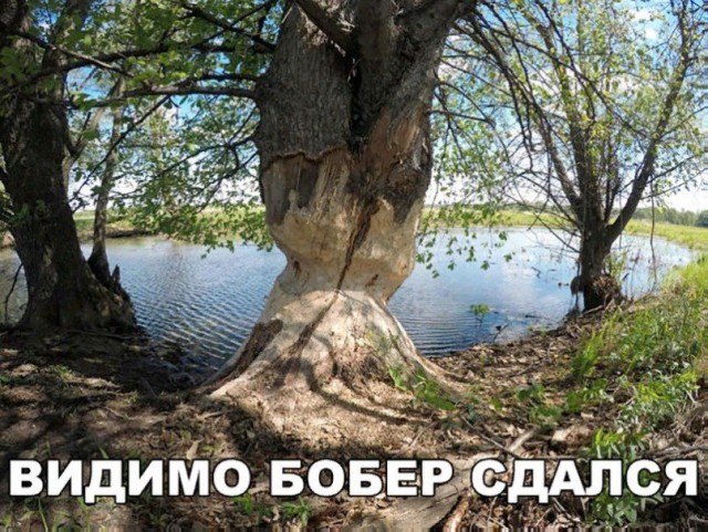 Подборка интересных и веселых картинок