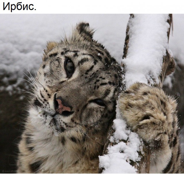 Живность из сети