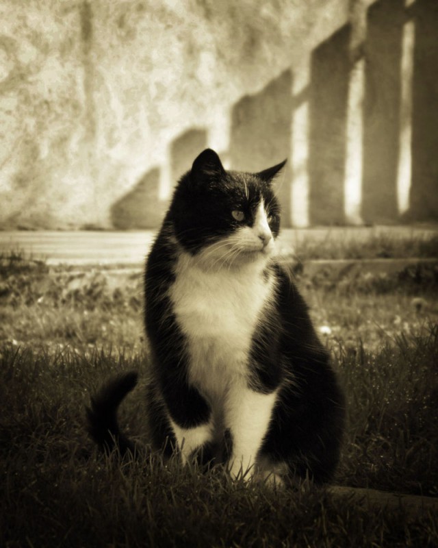 Коты и Кошки
