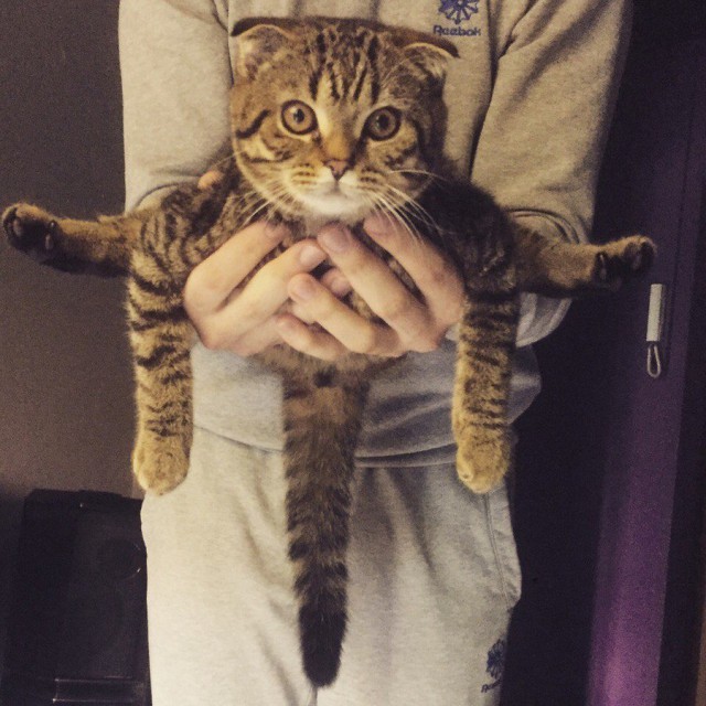 Коты и Кошки