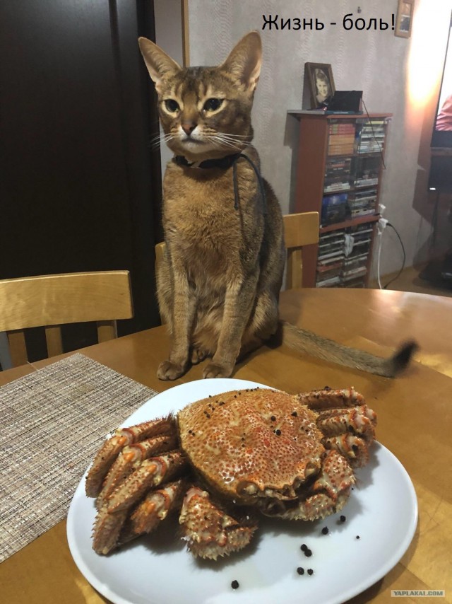 Котовторник!