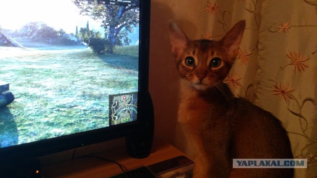 Котовторник 9.01.2018