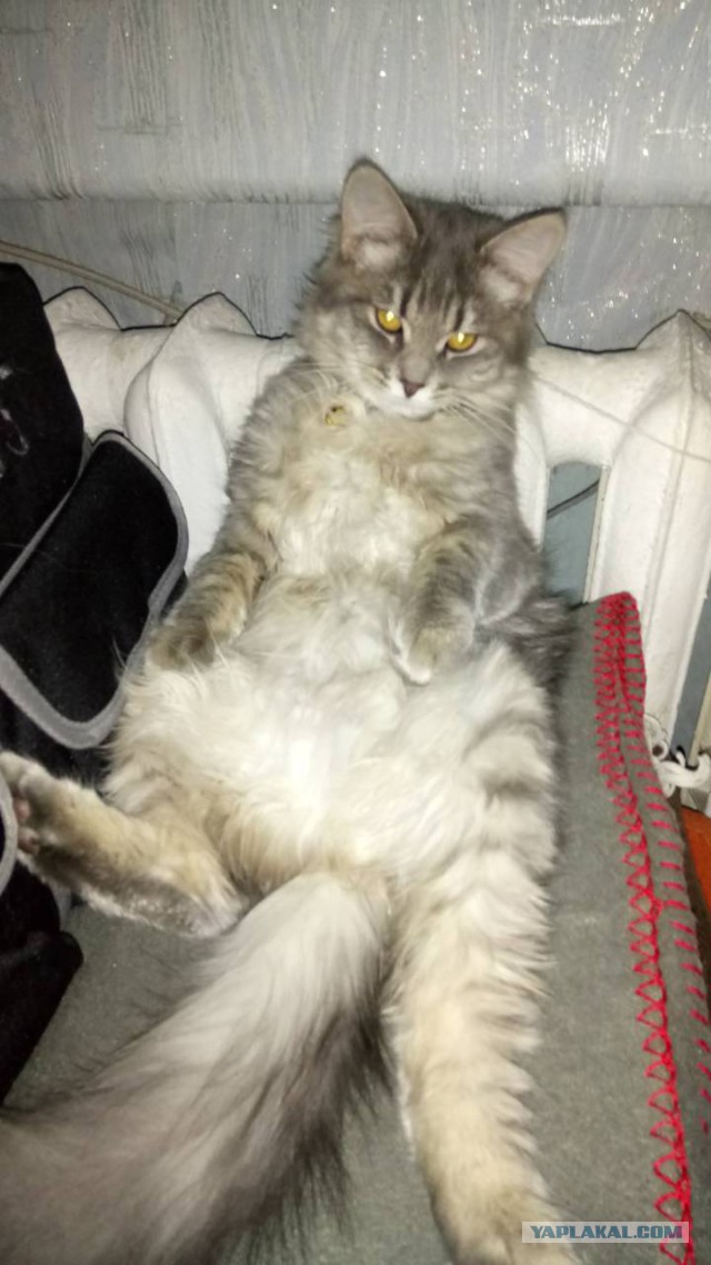 Котовторник  23.01.2018