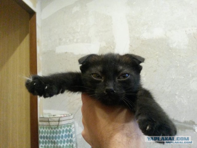 Котовторник 24.04.2018