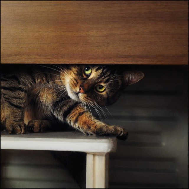 Неадекватные коты