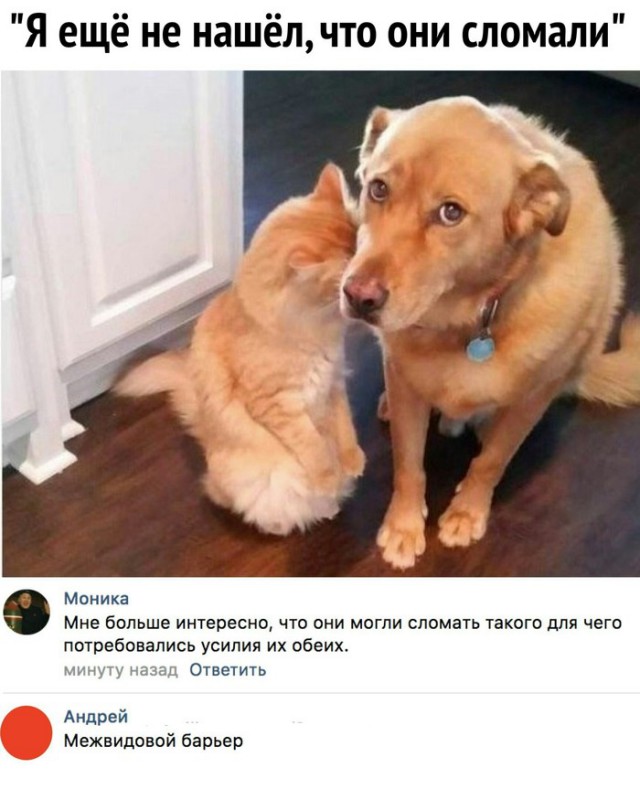 Прикольные комментарии и высказывания из Сети