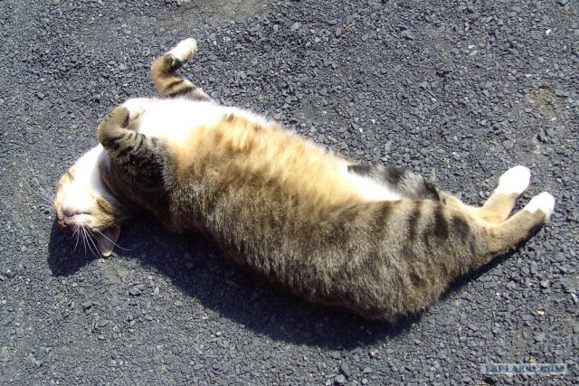 Котовторник на ЯПлакалъ